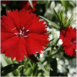 Close-up of red hibiscus blooming outdoors