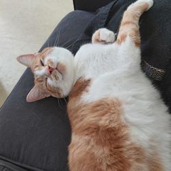 High angle view of cat resting on sofa at home