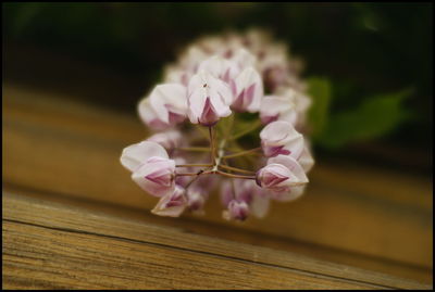 Close-up of pink flowers