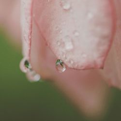 Close-up of water drops on plant