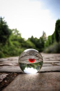 Close-up of crystal ball on glass against trees