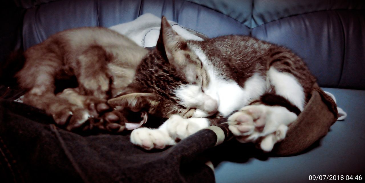 CLOSE-UP OF A CAT SLEEPING ON BED