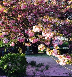 Pink flowers growing on tree