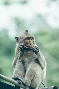 Portrait of elephant sitting in zoo