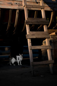 Cat sitting on chair
