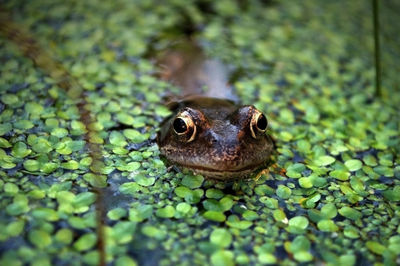 Close-up of frog amidst duckweed in lake