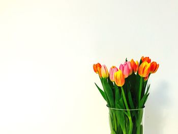 Close-up of tulip blooming in vase against white background