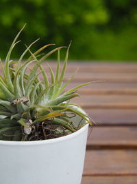 Close-up of potted plant