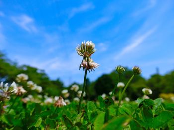 Close-up of flowers growing in field