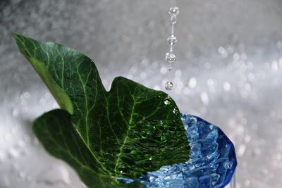 Close-up of water drop on leaf