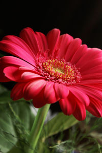 Close-up of pink daisy flower against black background