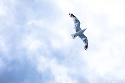 Low angle view of seagull flying against cloudy sky