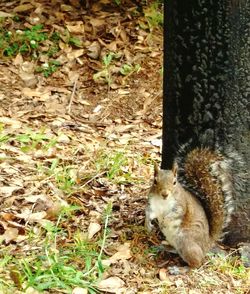 Close-up of squirrel on tree trunk