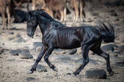 Side view of black dog on land