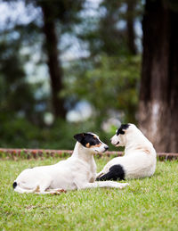 View of two dogs on field