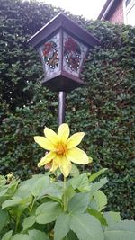 Close-up of yellow flowering plant