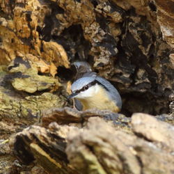 Squirrel on rock