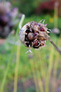 Close-up of wilted flower on plant