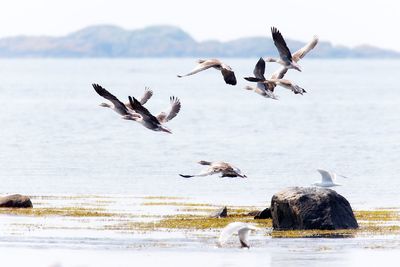 Birds flying over lake against sky