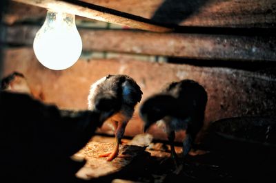 Close-up of illuminated light bulb on wood