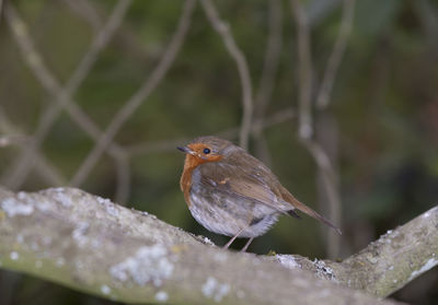 Close-up of bird perching on plant