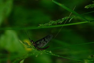 Close-up of insect