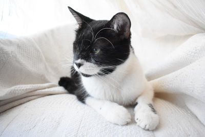 Close-up of cat resting on bed