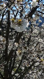 Low angle view of apple blossoms in spring