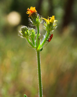 Close-up of ladybug on plant