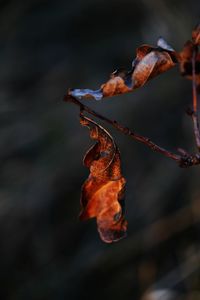 Close-up of dry autumn leaves
