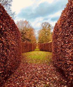 Autumn trees against sky