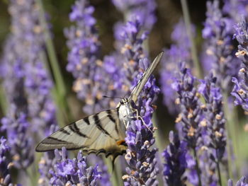 Close-up of butterfly on purple flower