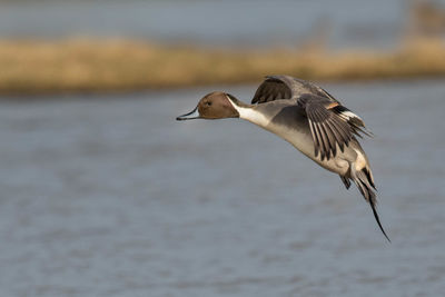 Close-up of seagull flying over lake