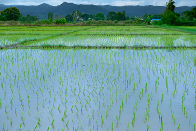 Scenic view of rice field