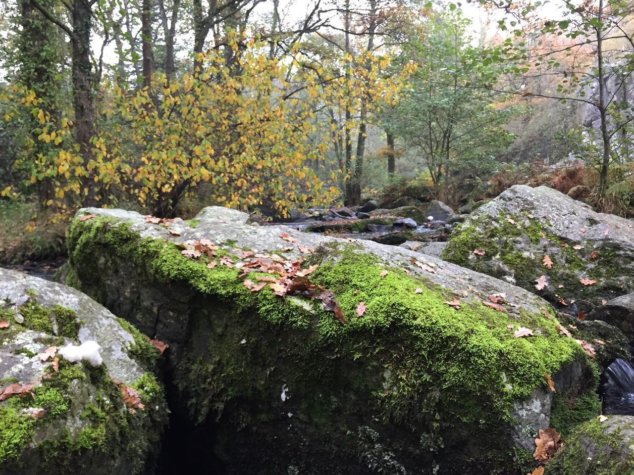 tree, growth, beauty in nature, forest, tranquility, nature, tranquil scene, scenics, plant, rock - object, branch, flower, green color, tree trunk, day, lush foliage, stream, non-urban scene, outdoors, no people