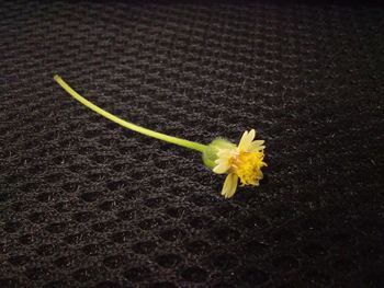 High angle view of small yellow flower on plant