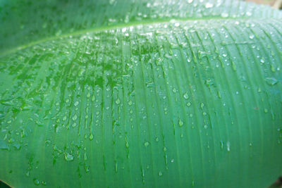 Full frame shot of water drops on leaf