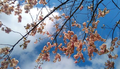 Low angle view of tree against sky