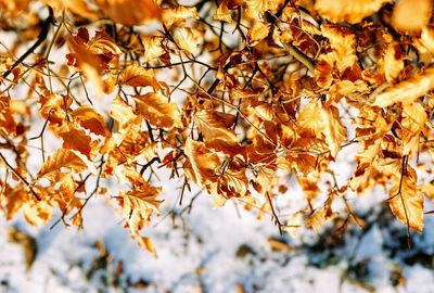 Low angle view of leaves