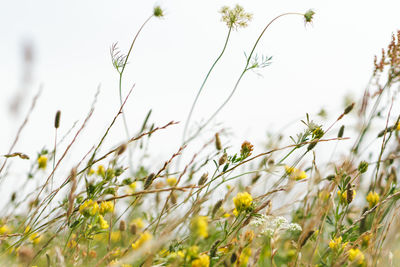 Close-up low angle view of flowers
