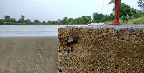 Tiny crab on concrete riverbank