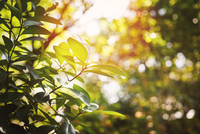 Low angle view of leaves on tree