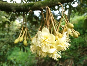 Close-up of yellow flowers growing on tree