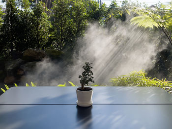 Potted plant on table against trees