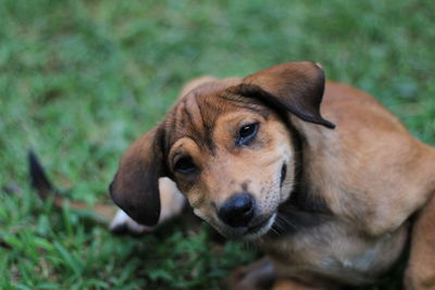 Close-up of dog looking away on field