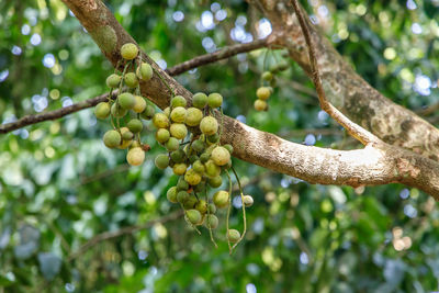 Low angle view of berries on tree