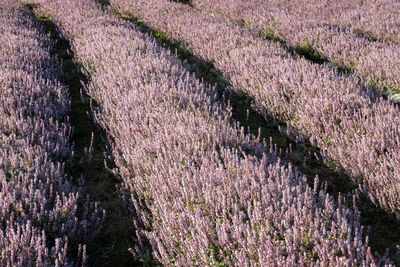 High angle view of lavender growing on field