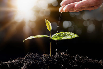 Close-up of hand holding plant