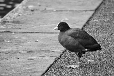 Side view of coot at lister park