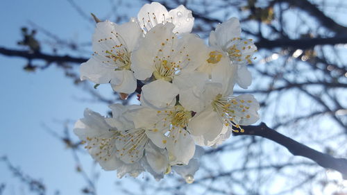 Close-up of white flowers on branch